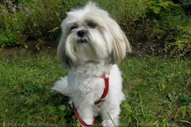 Photo de Shih tzu