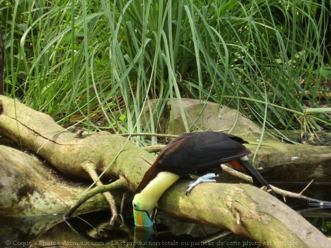 Photo de Toucan  carne