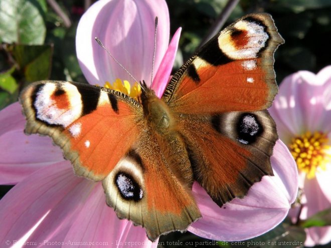 Photo de Papillon - paon du jour