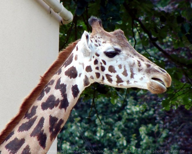 Photo de Girafe