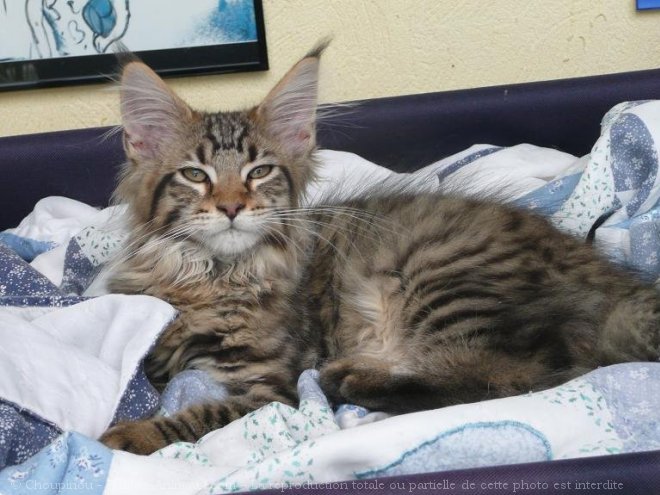 Photo de Maine coon