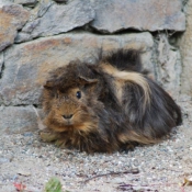 Photo de Cochon d'inde - pruvien