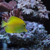 Photo de Poissons exotiques