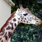 Photo de Girafe