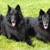 Photo de Berger belge groenendael