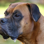 Photo de Boxer