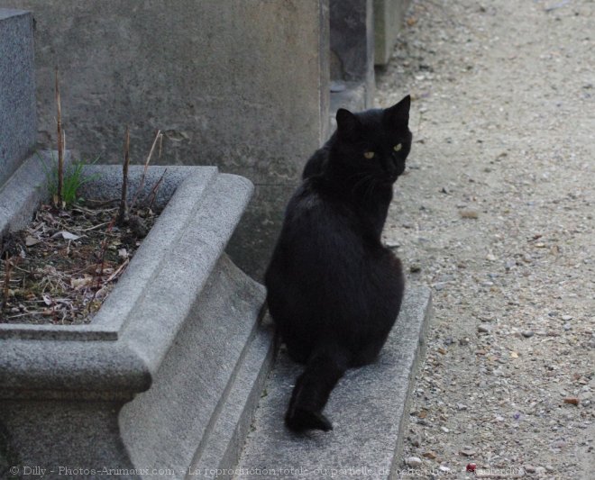 Photo de Chat domestique