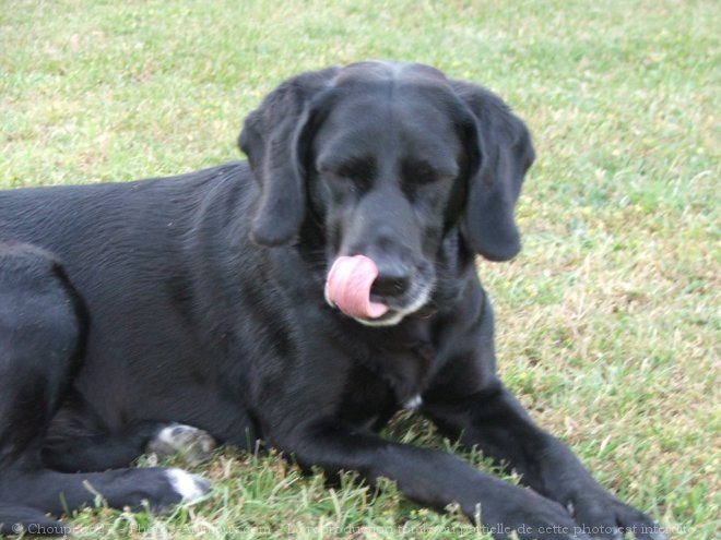 Photo de Labrador retriever