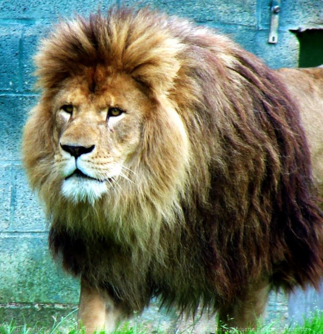 Photo de Lion