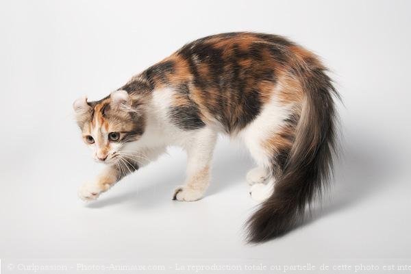 Photo d'American curl poil long