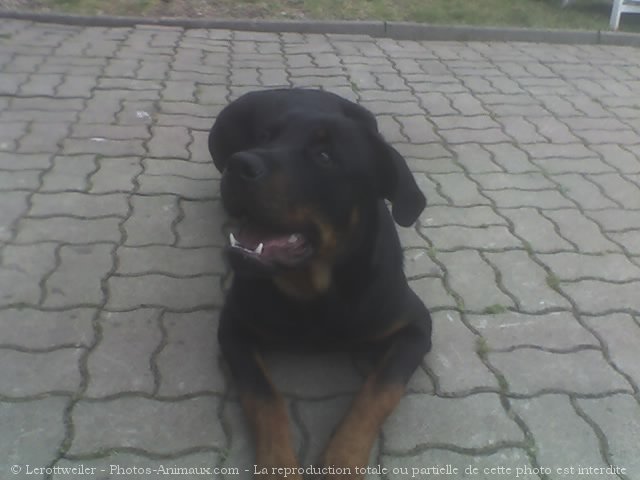 Photo de Rottweiler