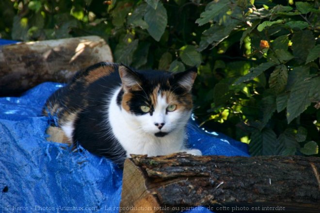 Photo de Croisement