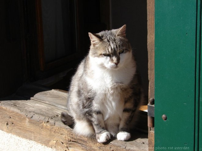 Photo de Chat domestique