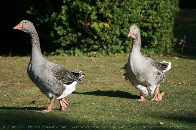 Photo d'Oie cendre