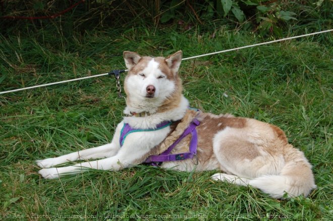 Photo de Husky siberien