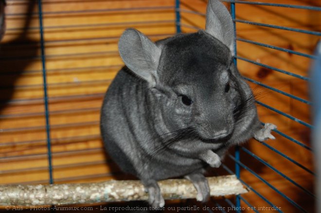 Photo de Chinchilla