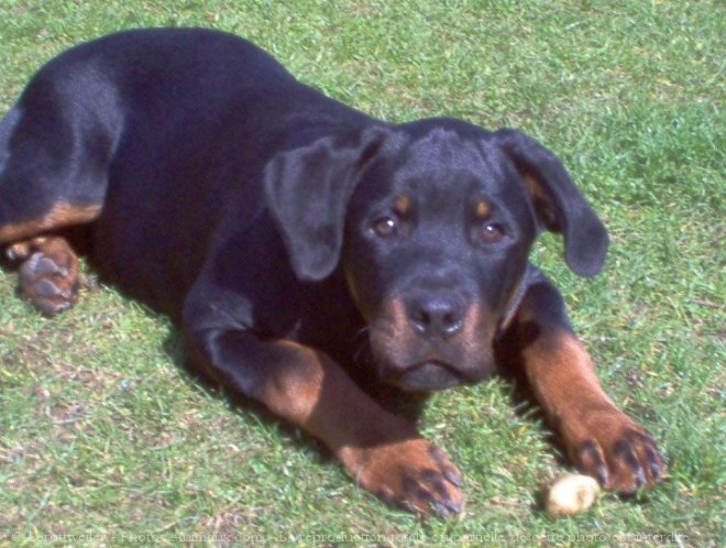 Photo de Rottweiler