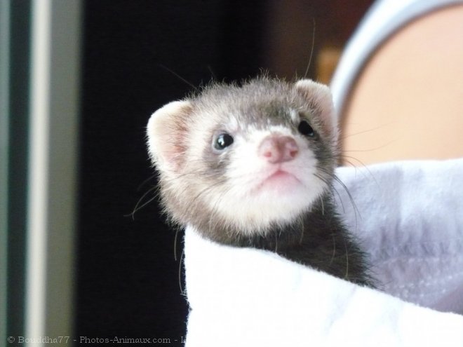 Photo de Furet