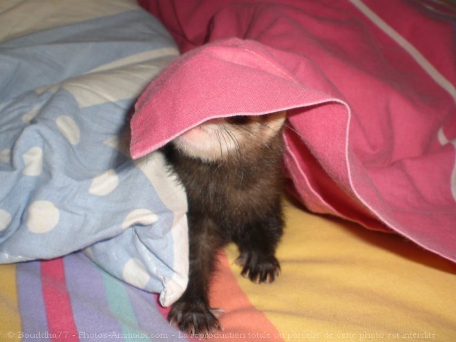 Photo de Furet