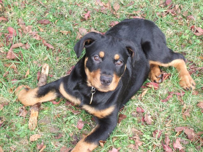 Photo de Rottweiler