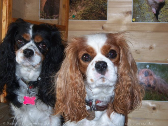 Photo de Cavalier king charles spaniel