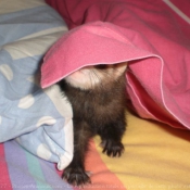 Photo de Furet