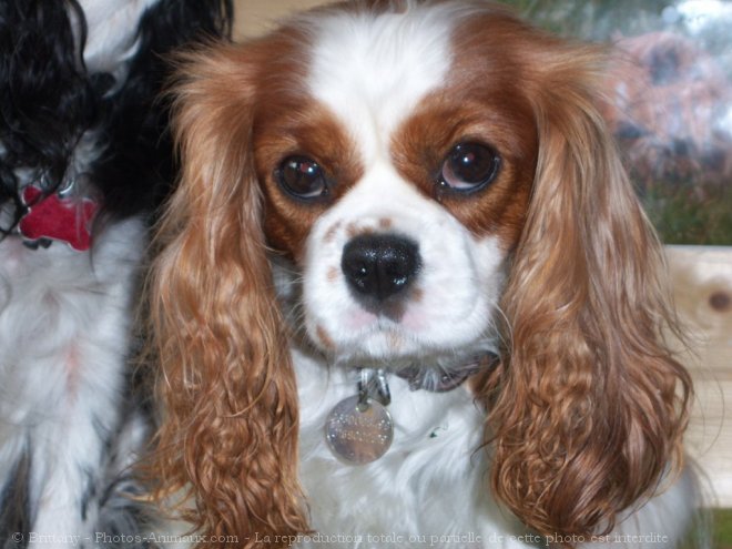 Photo de Cavalier king charles spaniel