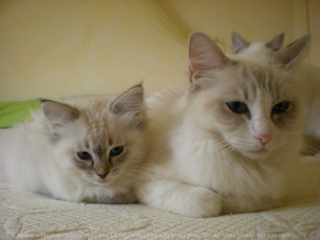 Photo de Ragdoll