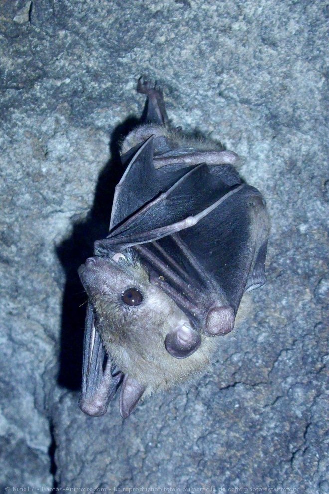 Photo de Chauve-souris