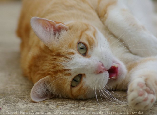 Photo de Chat domestique