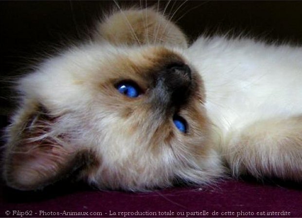 Photo de Sacr de birmanie