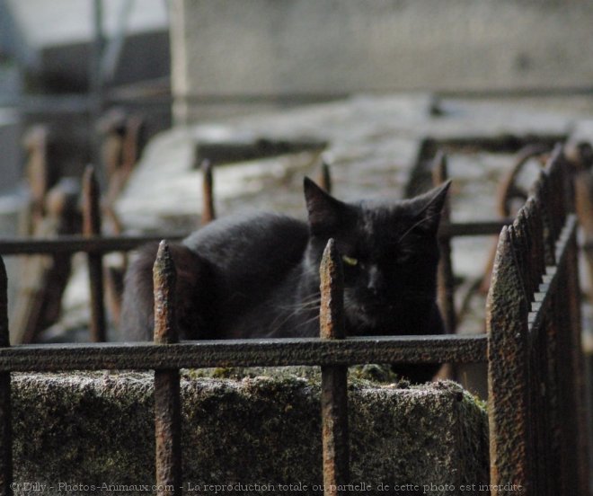 Photo de Chat domestique