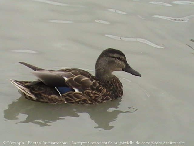 Photo de Canard