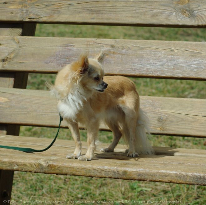 Photo de Chihuahua  poil long