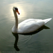 Photo de Cygne