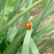 Photo de Coccinelle