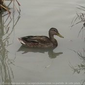 Photo de Canard