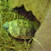 Photo de Tortue