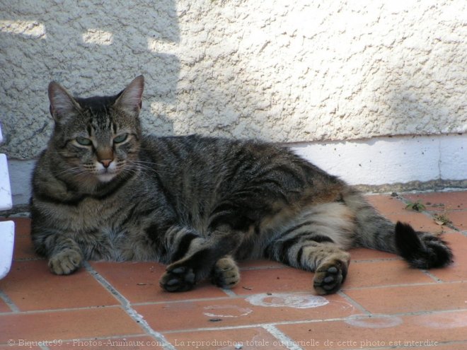 Photo de Chat domestique