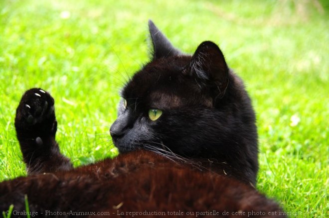 Photo de Chat domestique