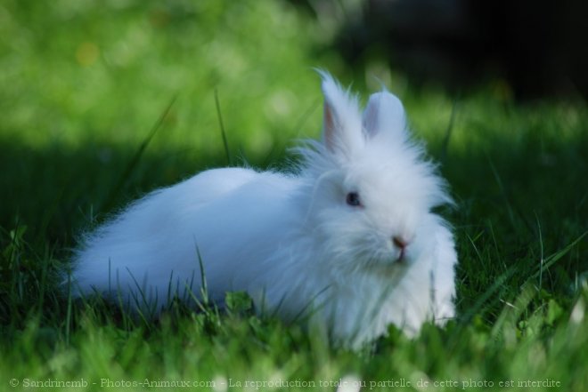 Photo de Lapin