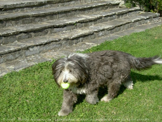 Photo de Bearded collie