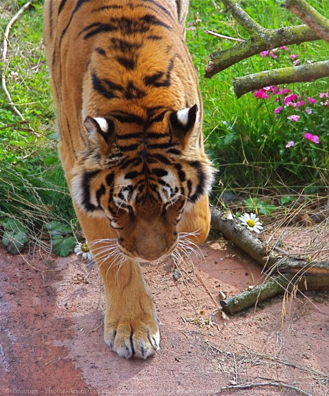 Photo de Tigre