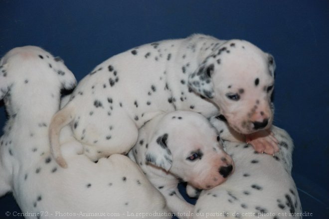 Photo de Dalmatien