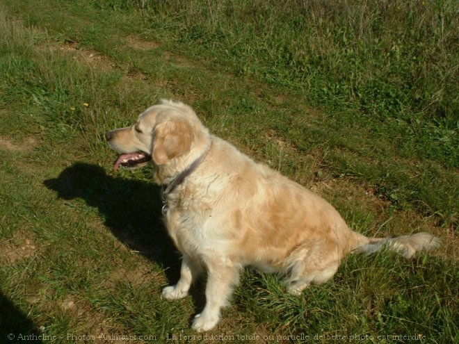 Photo de Golden retriever