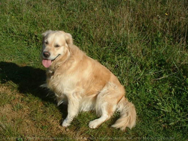 Photo de Golden retriever