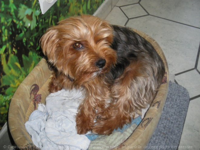 Photo de Yorkshire terrier