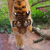 Photo de Tigre