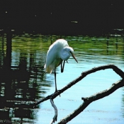 Photo d'Aigrette