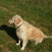 Photo de Golden retriever